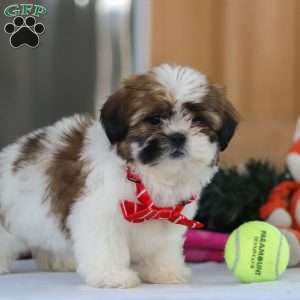 Fraser, Shih Tzu Puppy