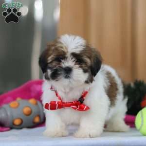 Fraser, Shih Tzu Puppy