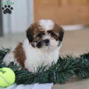Fraser, Shih Tzu Puppy