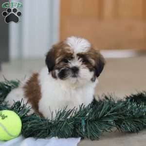 Fraser, Shih Tzu Puppy