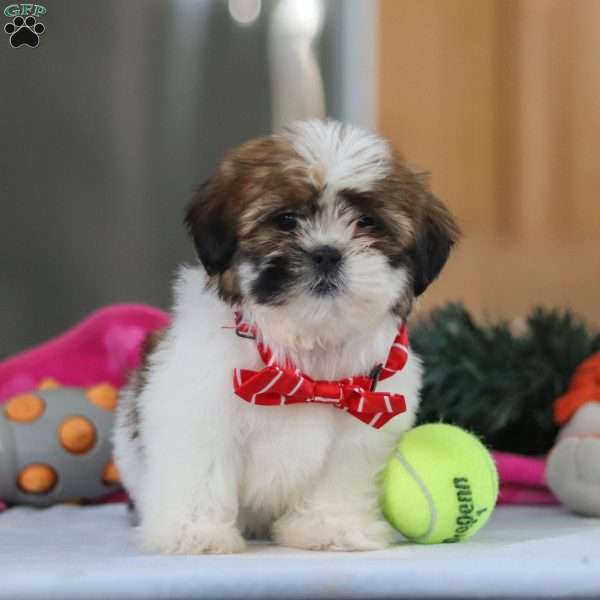 Fraser, Shih Tzu Puppy