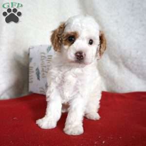 Freckles, Toy Poodle Puppy