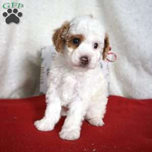Freckles, Toy Poodle Puppy
