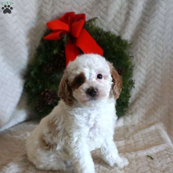 Freckles, Toy Poodle Puppy