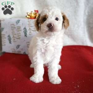 Freckles, Toy Poodle Puppy