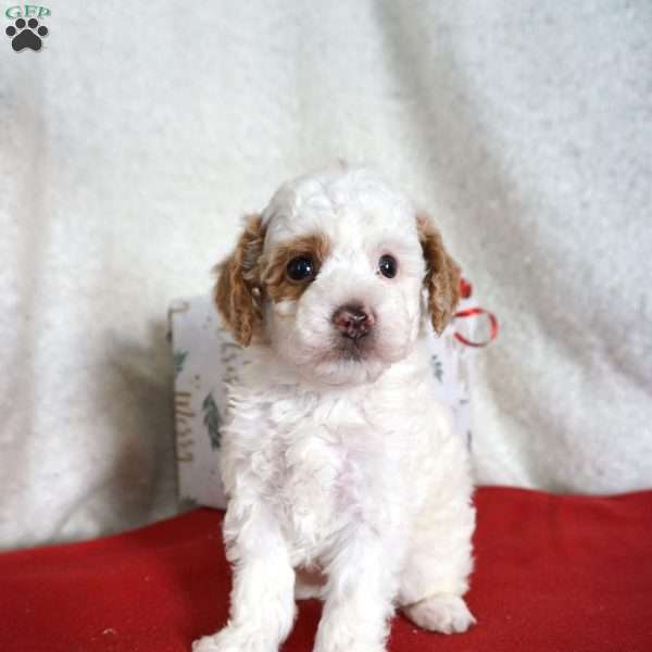 Freckles, Toy Poodle Puppy