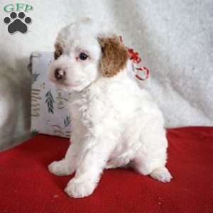 Freckles, Toy Poodle Puppy