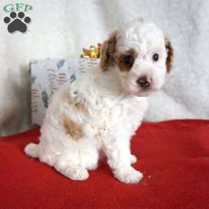 Freckles, Toy Poodle Puppy