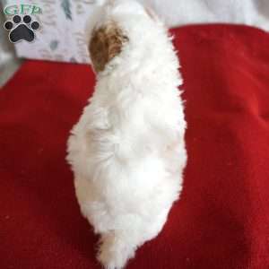 Freckles, Toy Poodle Puppy