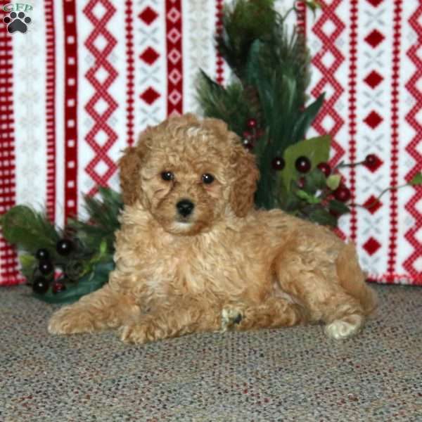 Freddric, Cockapoo Puppy