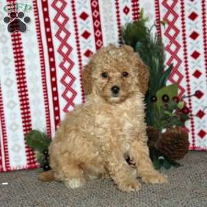 Freddric, Cockapoo Puppy