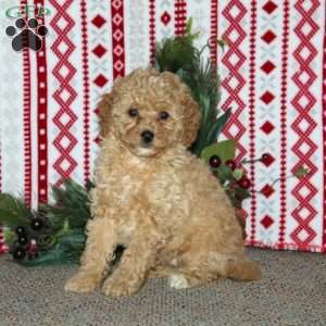 Freddric, Cockapoo Puppy