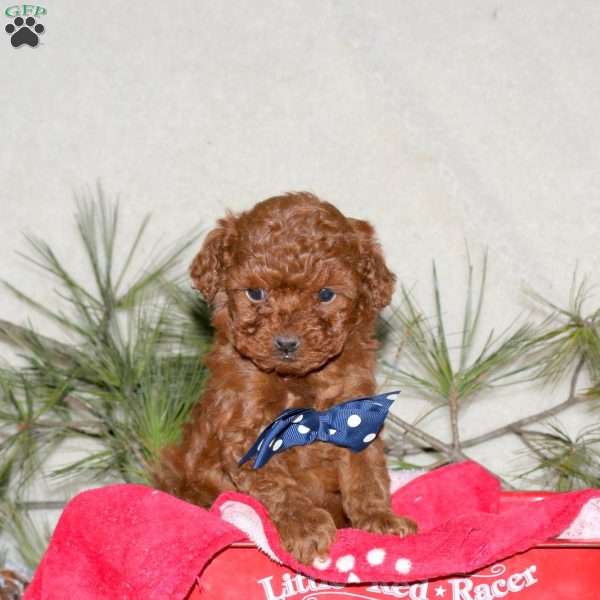 Freddy, Toy Poodle Puppy