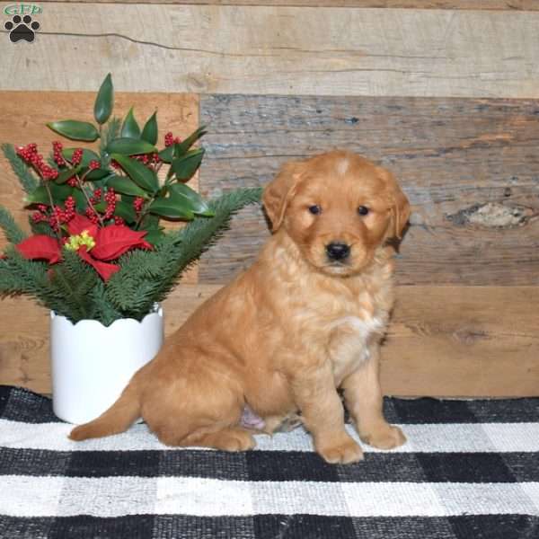 Flip, Golden Retriever Puppy