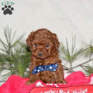 Freddy, Toy Poodle Puppy