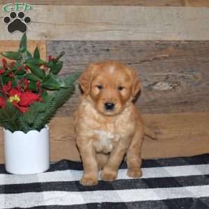 Flip, Golden Retriever Puppy