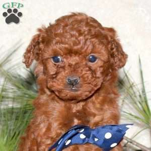 Freddy, Toy Poodle Puppy