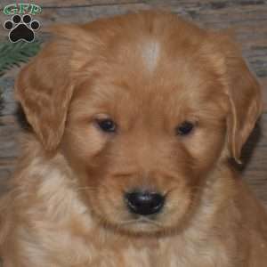 Flip, Golden Retriever Puppy