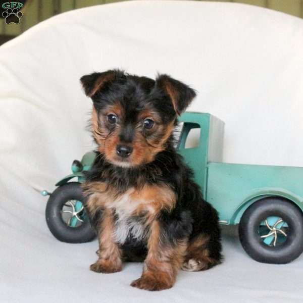 Frederick, Yorkie Puppy