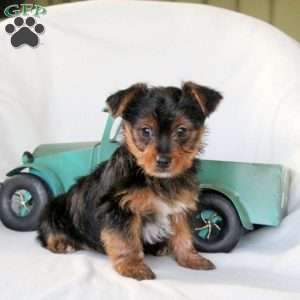 Frederick, Yorkie Puppy