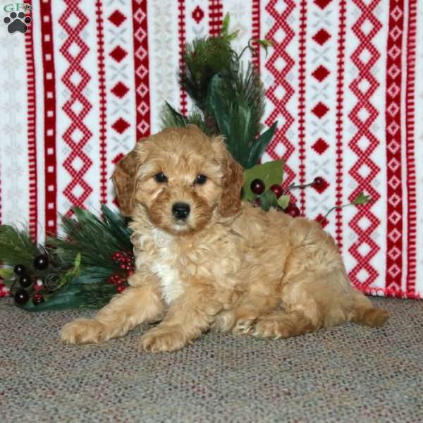Freeman, Cockapoo Puppy