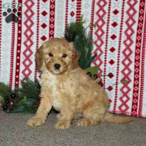 Freeman, Cockapoo Puppy