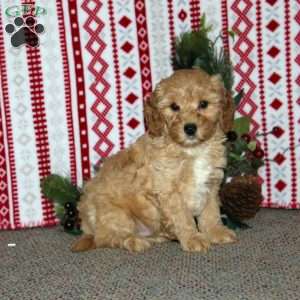 Freeman, Cockapoo Puppy