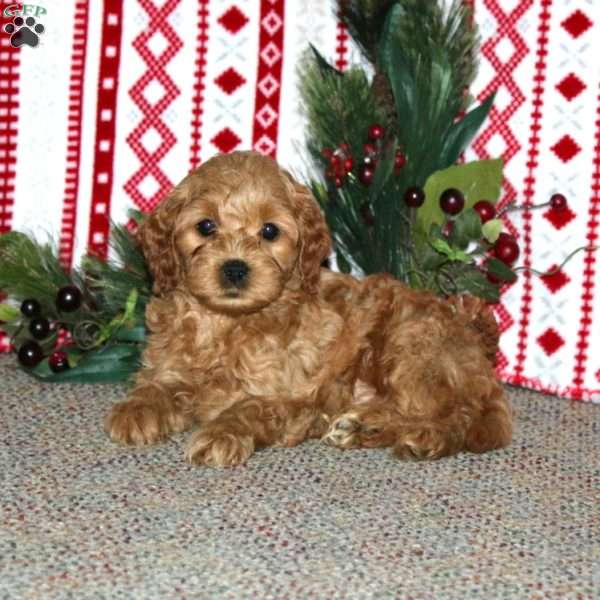 Frisky, Cockapoo Puppy