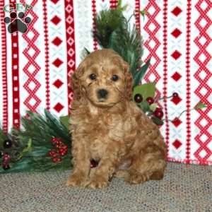 Frisky, Cockapoo Puppy