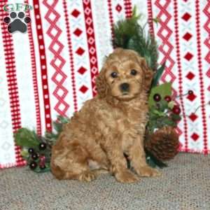 Frisky, Cockapoo Puppy