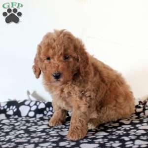 Fritz, Mini Goldendoodle Puppy