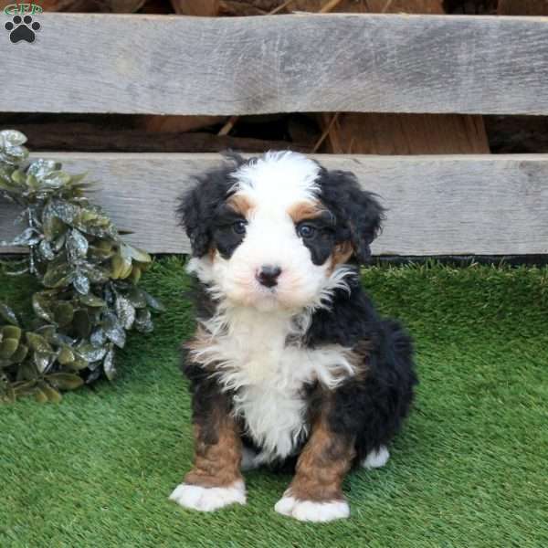 Fritz, Mini Bernedoodle Puppy