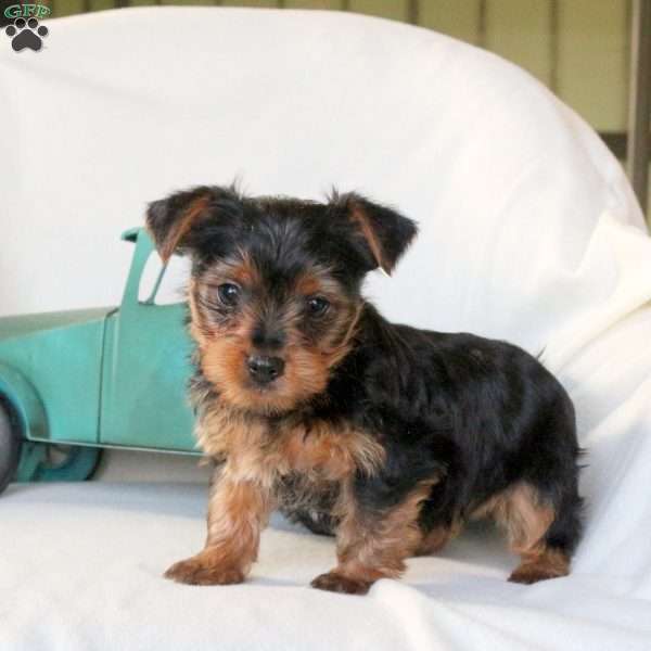 Fritz, Yorkie Puppy
