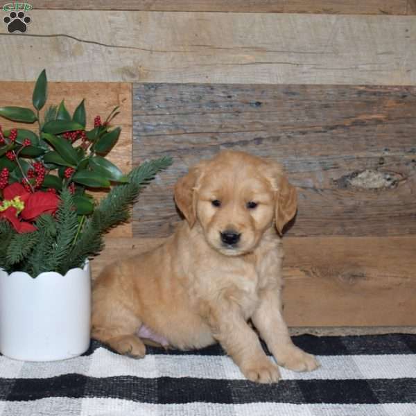 Fritz, Golden Retriever Puppy