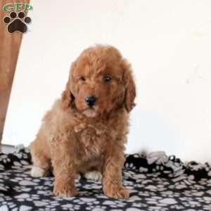 Fritz, Mini Goldendoodle Puppy