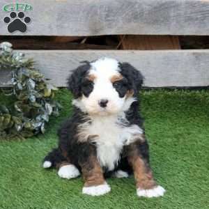 Fritz, Mini Bernedoodle Puppy