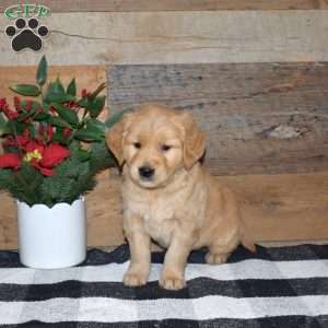 Fritz, Golden Retriever Puppy