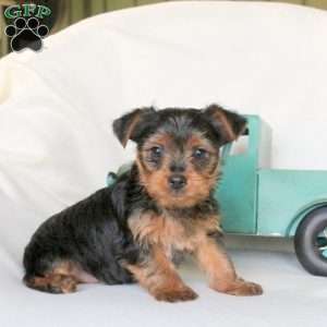 Fritz, Yorkie Puppy