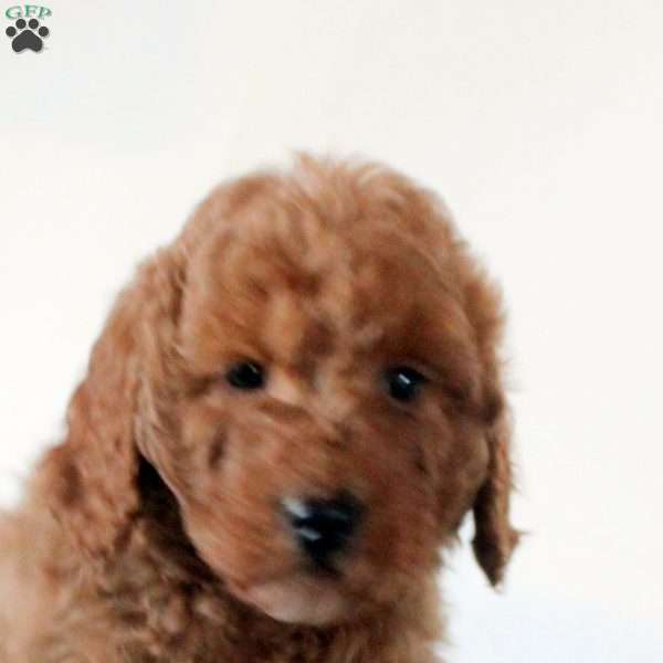 Fritz, Mini Goldendoodle Puppy