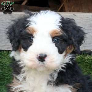 Fritz, Mini Bernedoodle Puppy