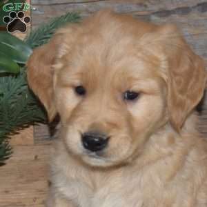 Fritz, Golden Retriever Puppy