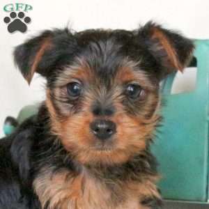 Fritz, Yorkie Puppy