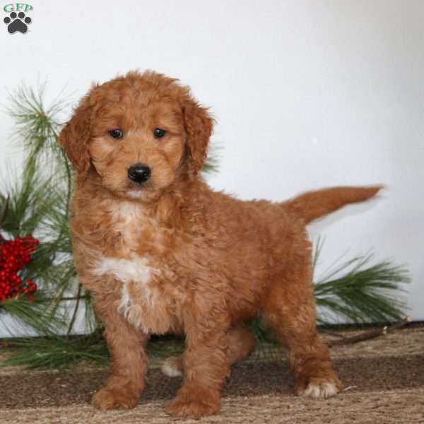 Fritz, Mini Goldendoodle Puppy