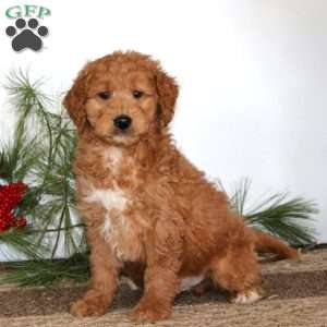 Fritz, Mini Goldendoodle Puppy