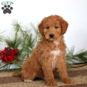 Fritz, Mini Goldendoodle Puppy
