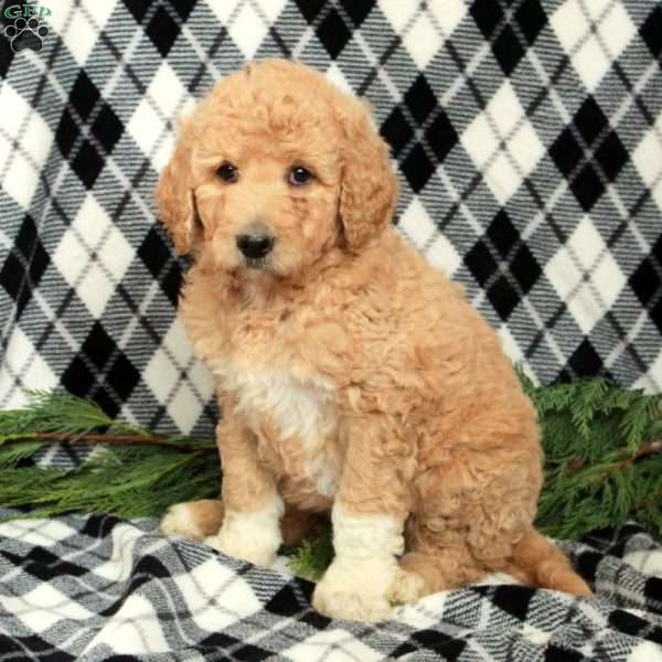 Frosty, Goldendoodle Puppy