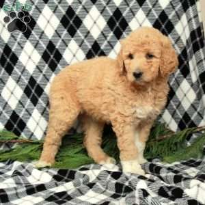 Frosty, Goldendoodle Puppy