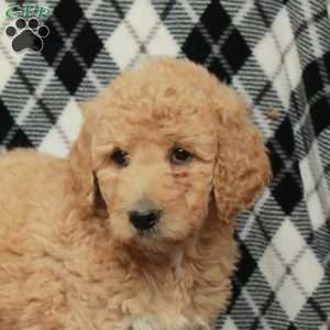 Frosty, Goldendoodle Puppy