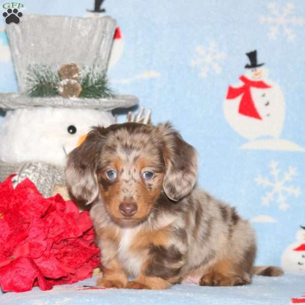 Frosty-Miniature, Dachshund Puppy