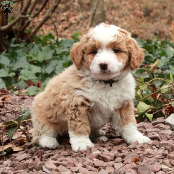 Frosty, Mini Bernedoodle Puppy